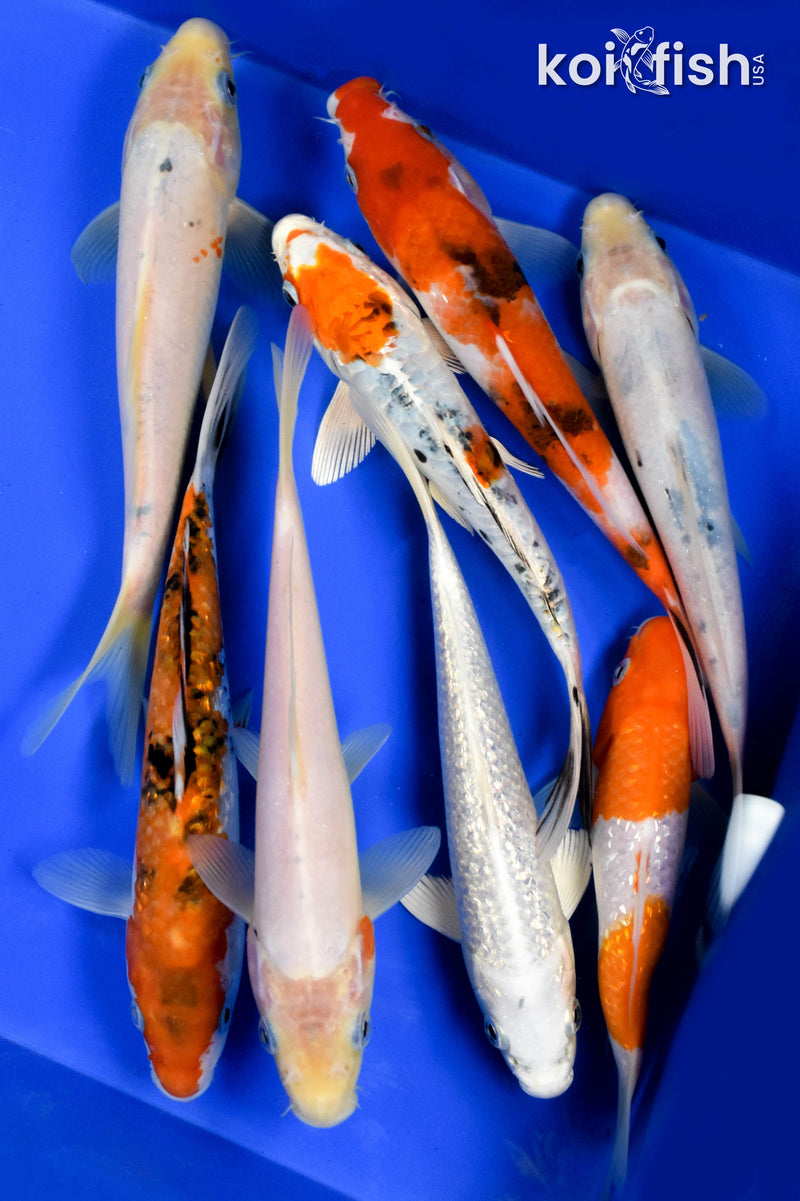 EXACT FISH - LOT OF (8) ASSORTED 6-8" STANDARD KOI