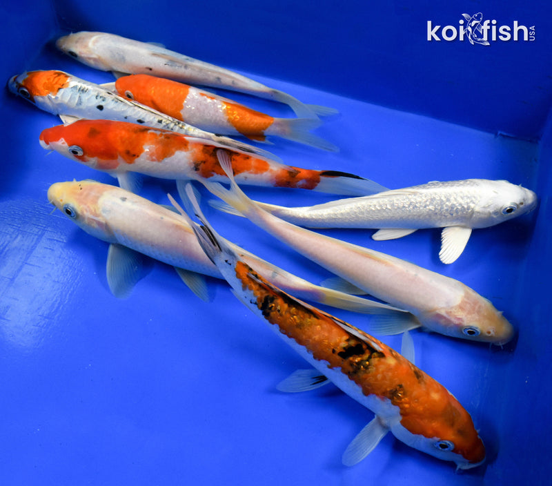 EXACT FISH - LOT OF (8) ASSORTED 6-8" STANDARD KOI