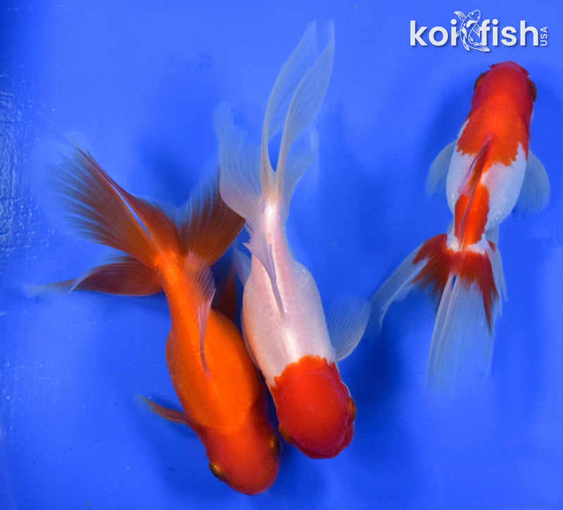 EXACT FISH - LOT OF (3) 4-6" FANTAIL GOLDFISH