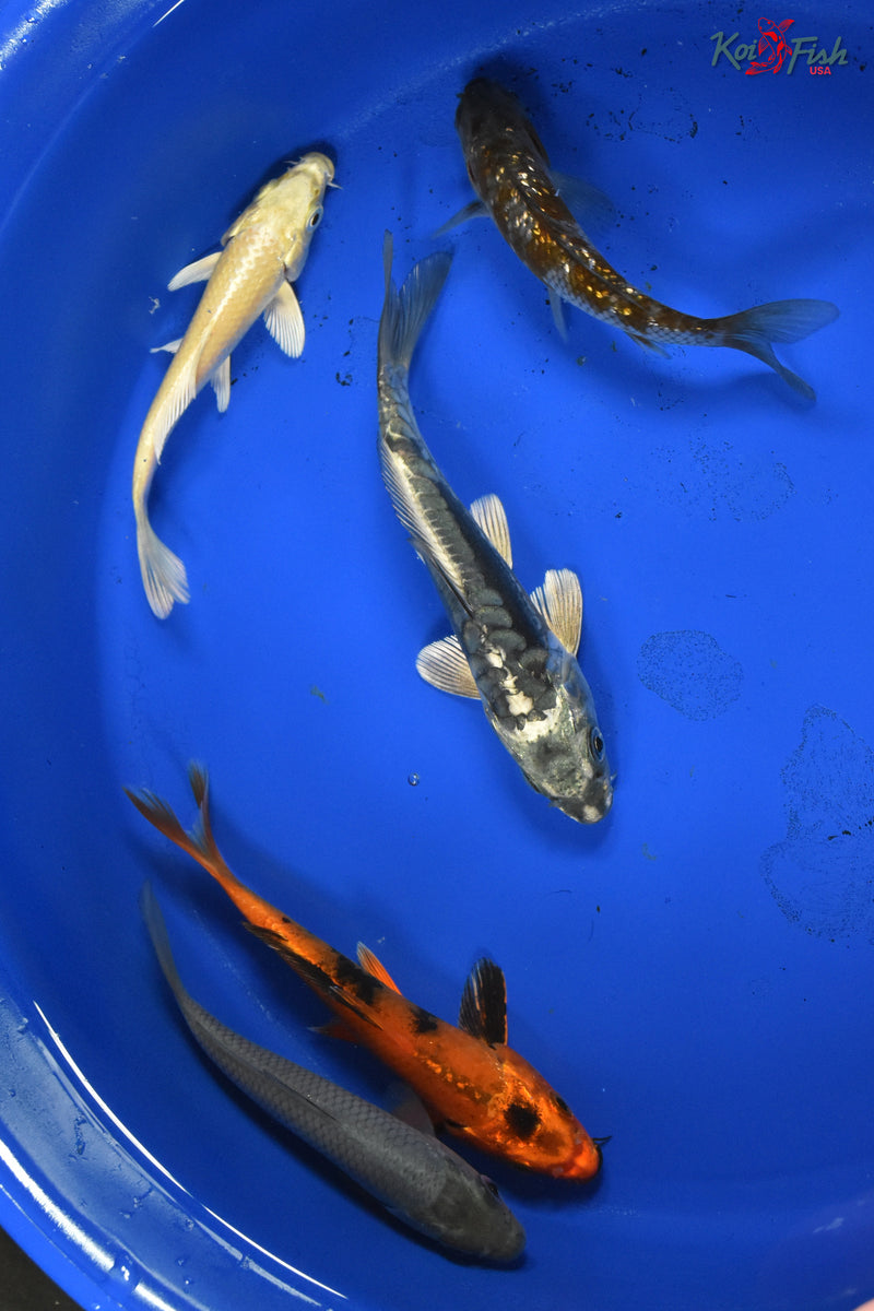 KOI PACK