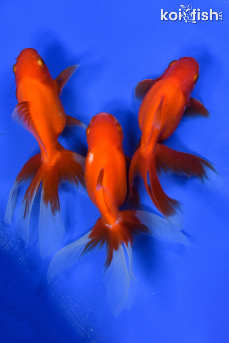 EXACT FISH - LOT OF (3) 4-6" FANTAIL GOLDFISH