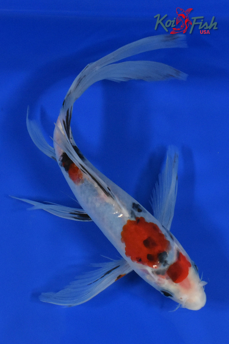 9" SANKE BUTTERFLY