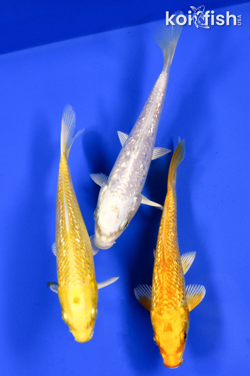 Exact Fish - Lot of (3) 4-6" Ogon Standard Koi