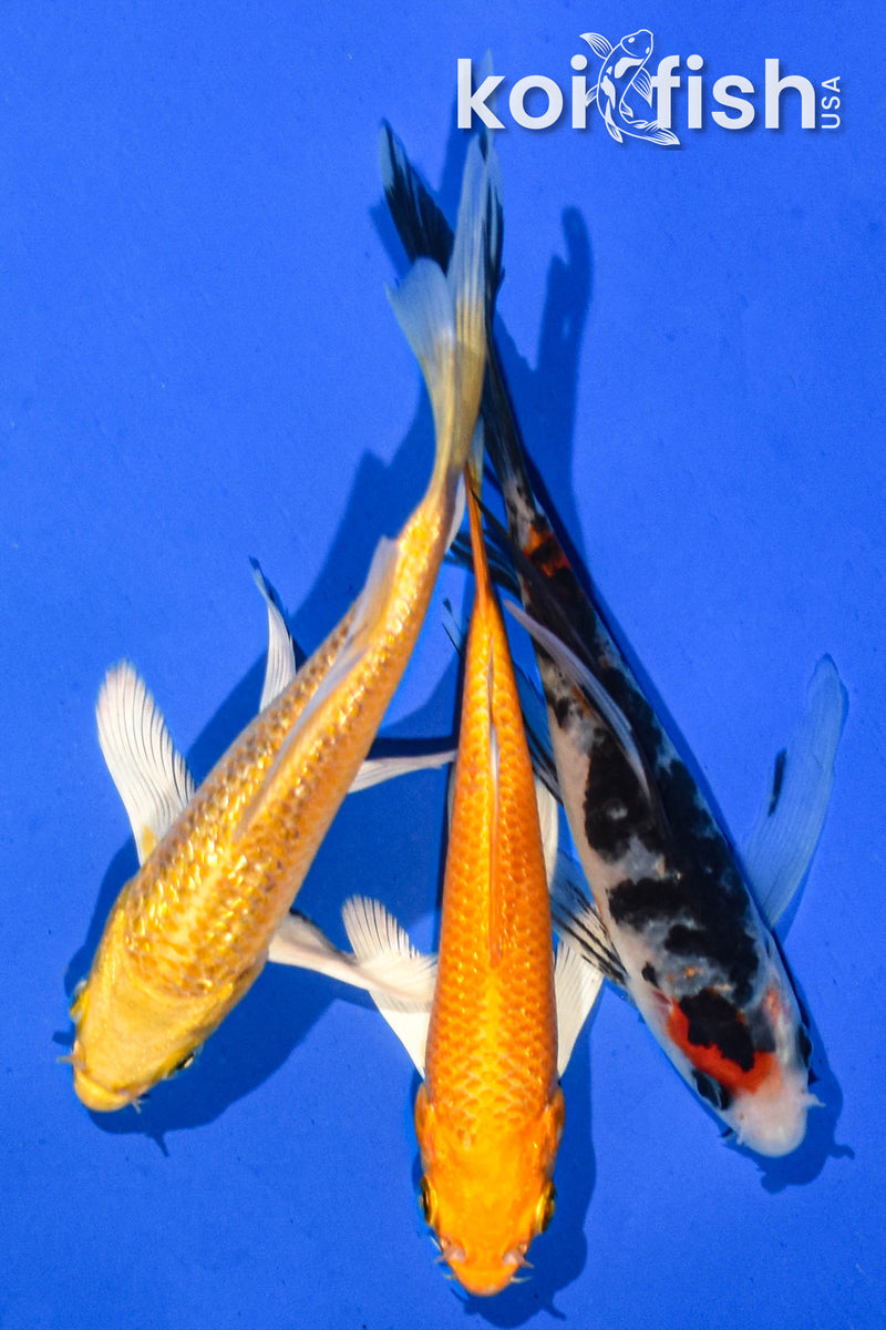 (3) 4-5" BUTTERFLY KOI