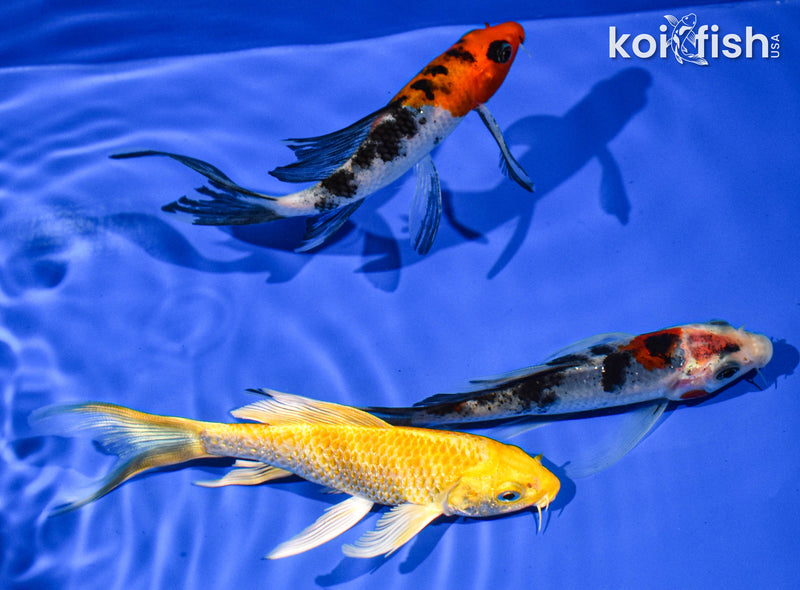 Pack of (3) 5-6" Butterfly Koi