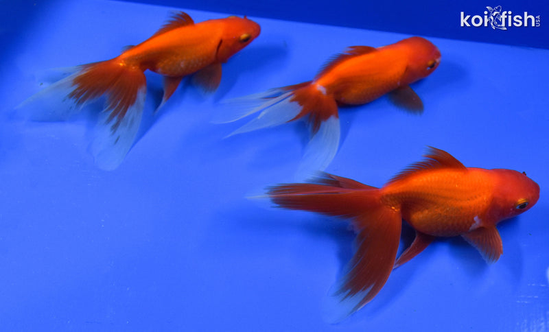 EXACT FISH - LOT OF (3) 4-6" FANTAIL GOLDFISH