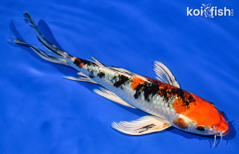 9" YAMATO NISHIKI BUTTERFLY