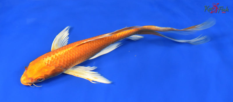 9" ORENJI OGON BUTTERFLY