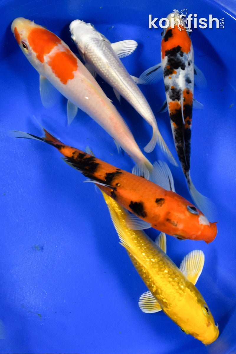 Exact Fish - Lot of (5) Assorted 5-6" Koi