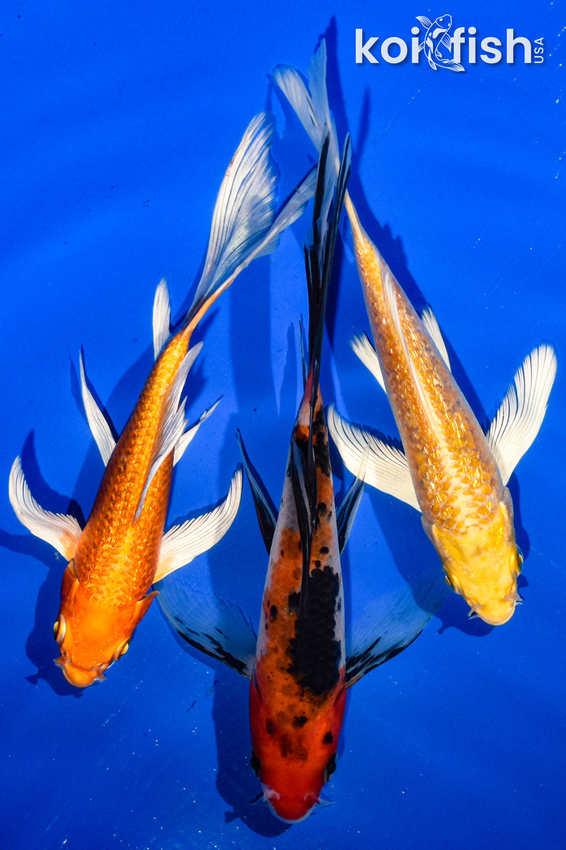 (3) 6-7" BUTTERFLY KOI