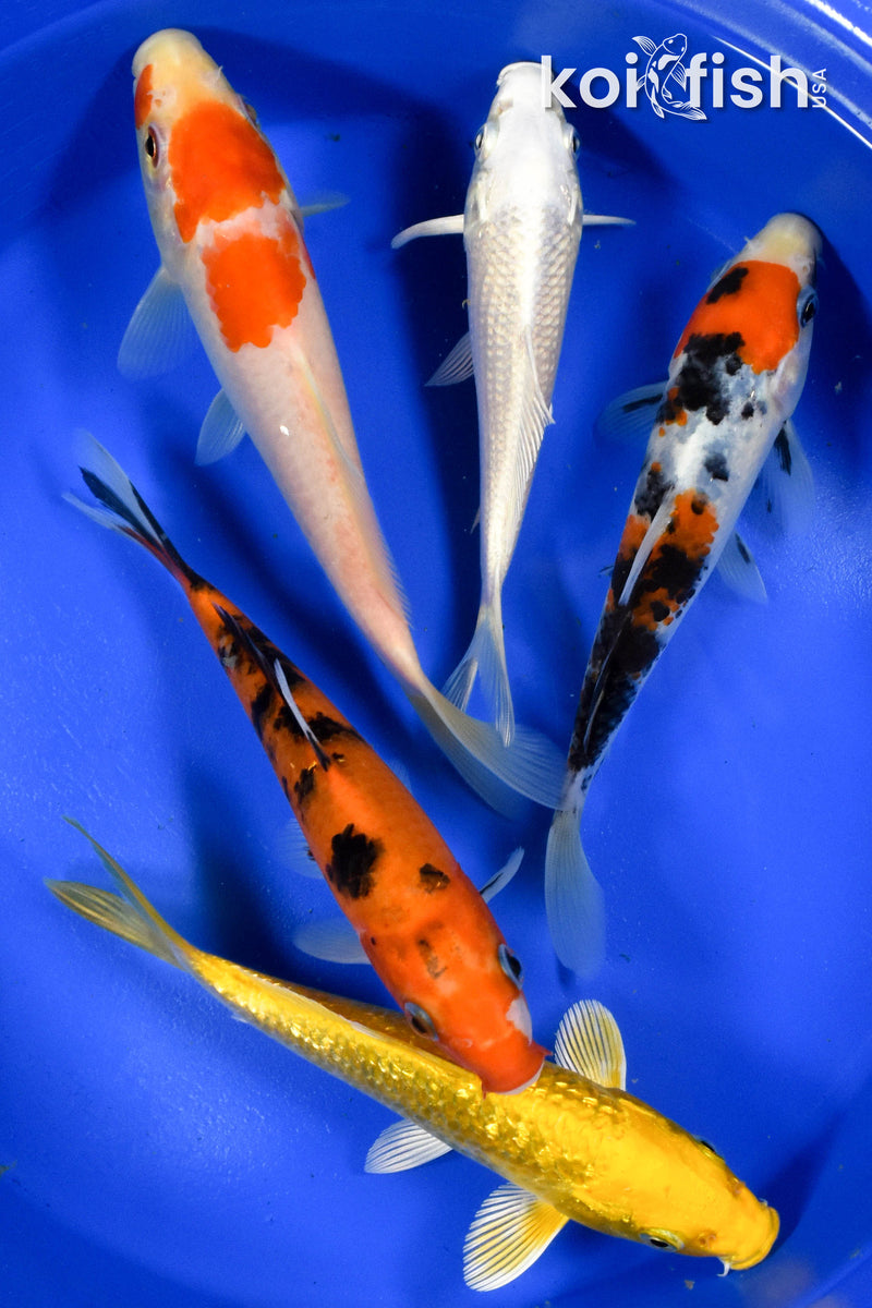 Exact Fish - Lot of (5) Assorted 5-6" Koi