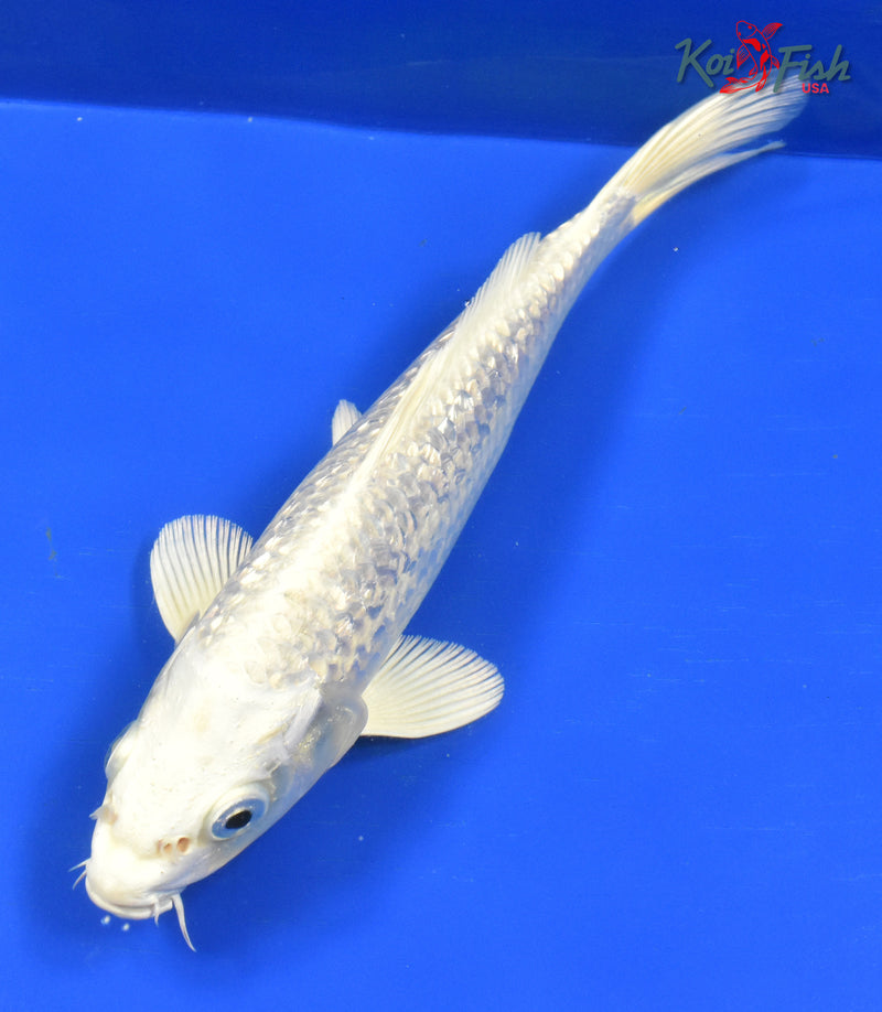 9" GINRIN PLATINUM OGON