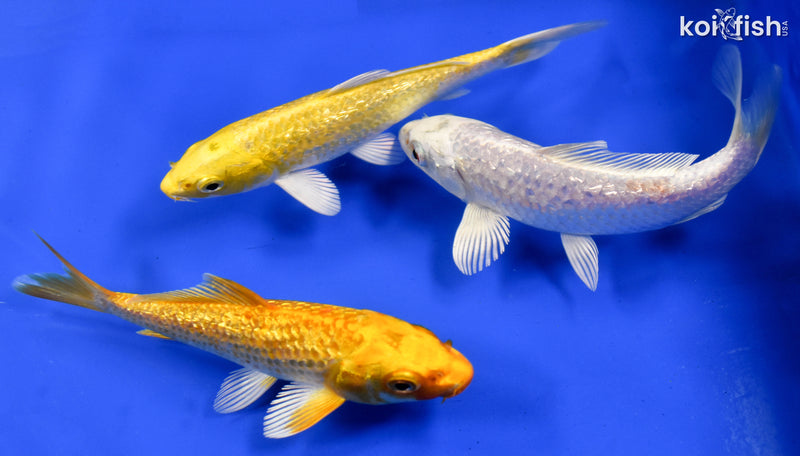 Exact Fish - Lot of (3) 4-6" Ogon Standard Koi