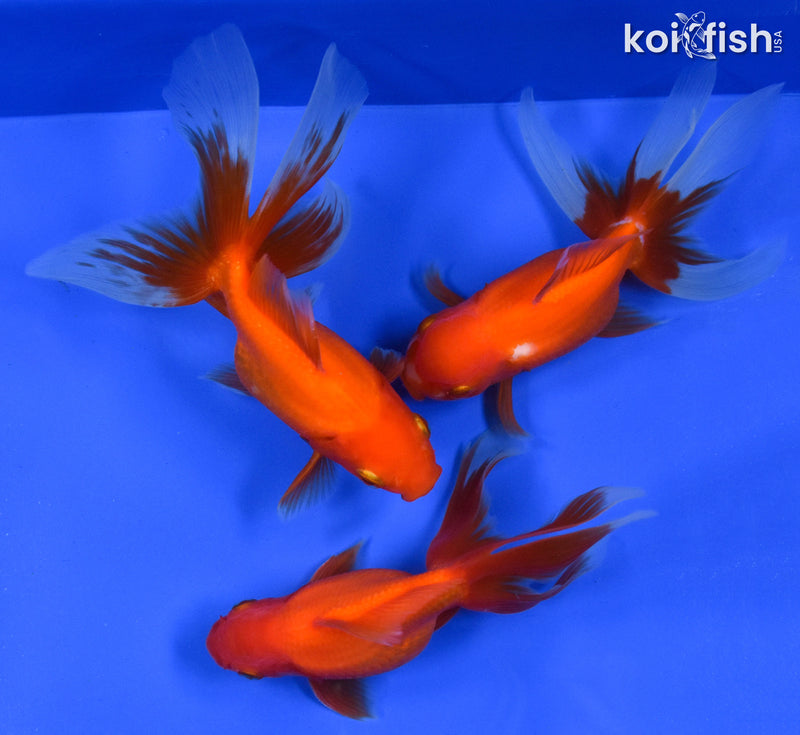 EXACT FISH - LOT OF (3) 4-6" FANTAIL GOLDFISH