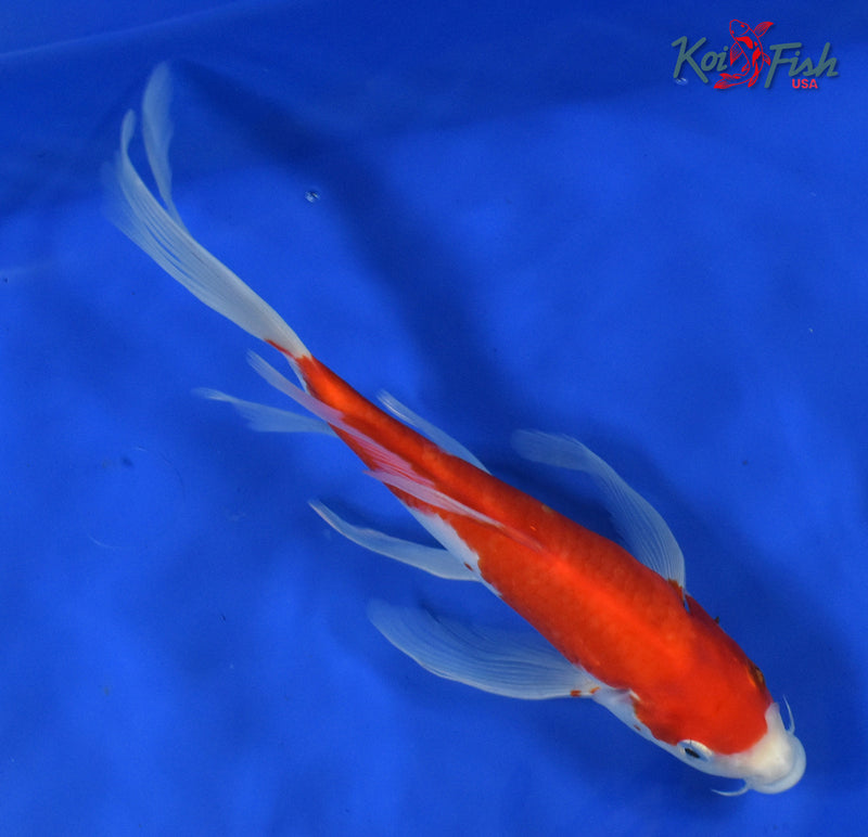 9" KOHAKU BUTTERFLY