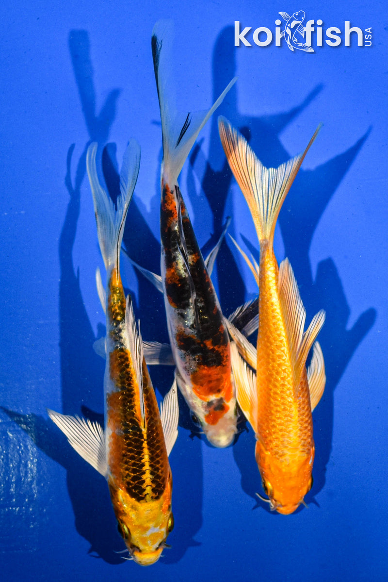 (3) 5-6" BUTTERFLY KOI