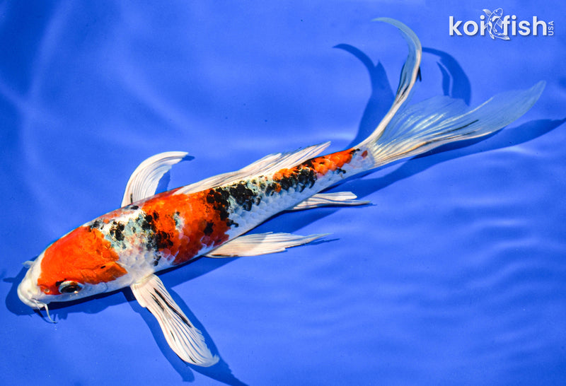 9" YAMATO NISHIKI BUTTERFLY