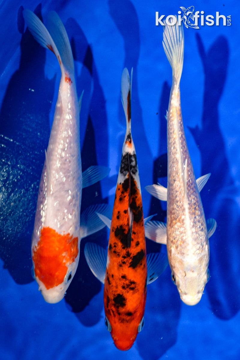 (3) 6-7" STANDARD KOI