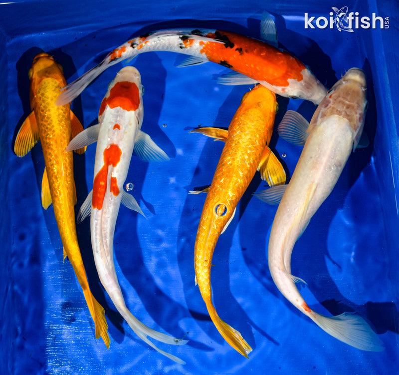 (5) 9-11" STANDARD FIN KOI