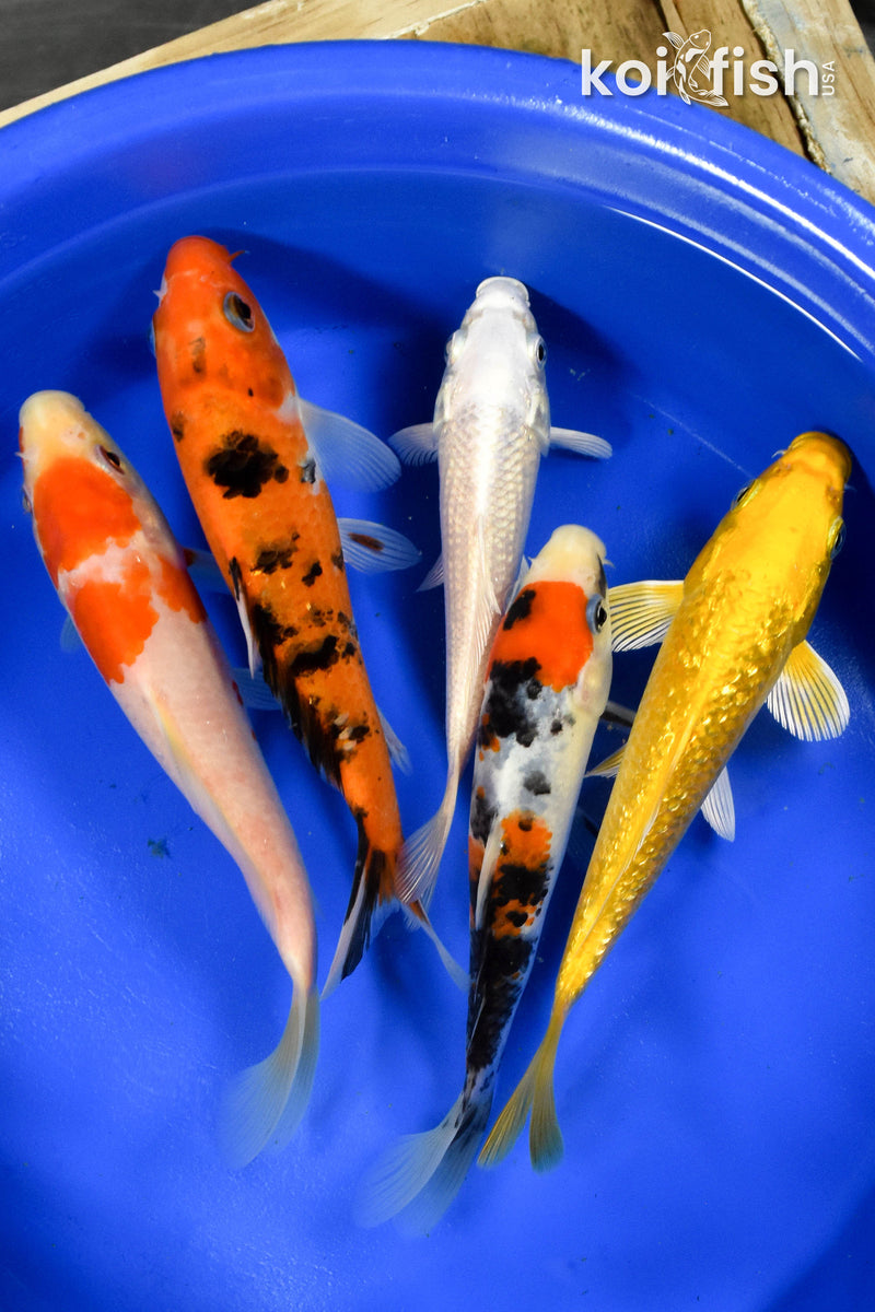 Exact Fish - Lot of (5) Assorted 5-6" Koi