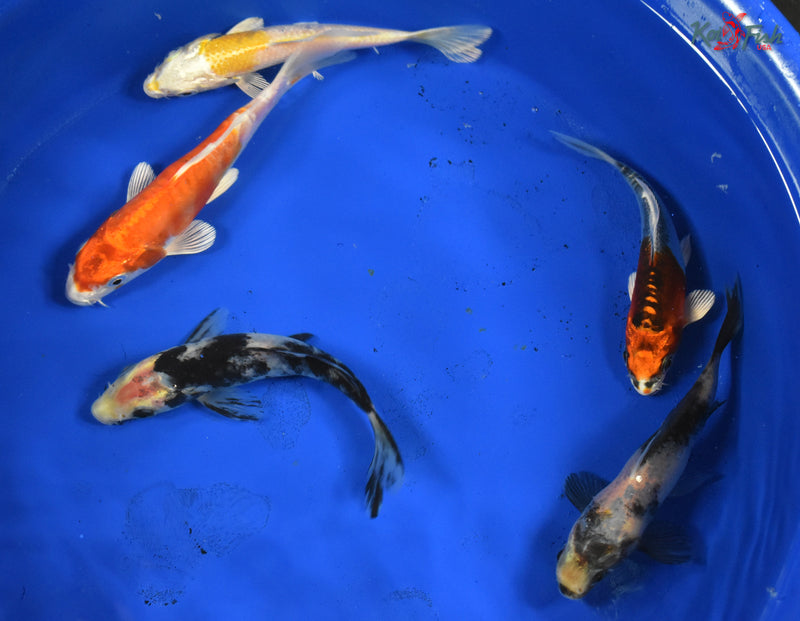 KOI PACK