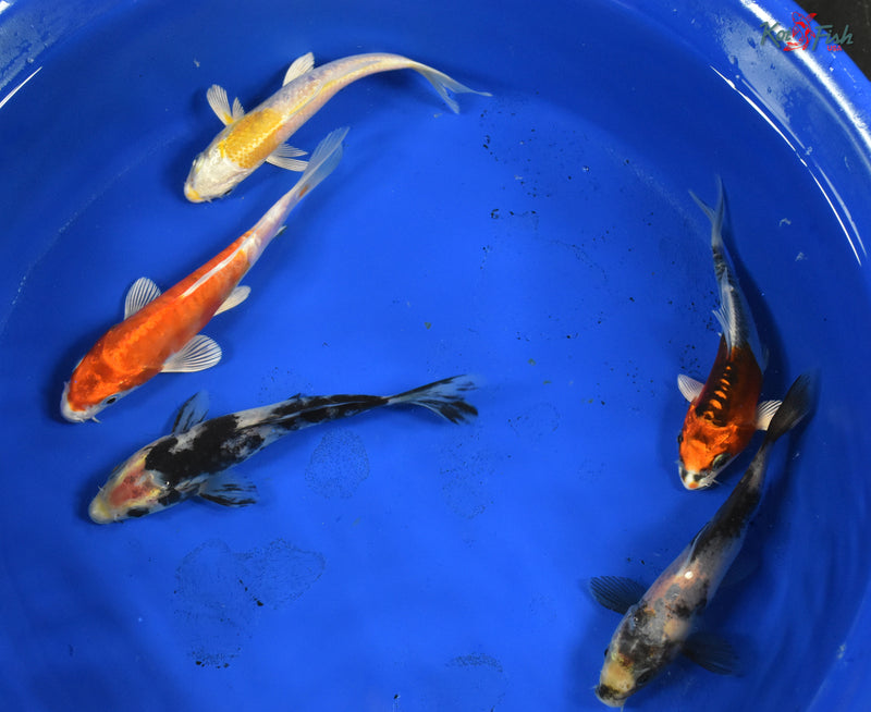 KOI PACK