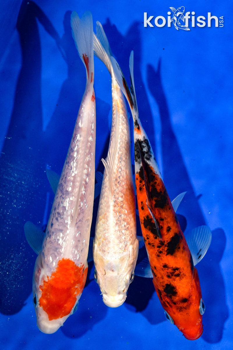 (3) 6-7" STANDARD KOI