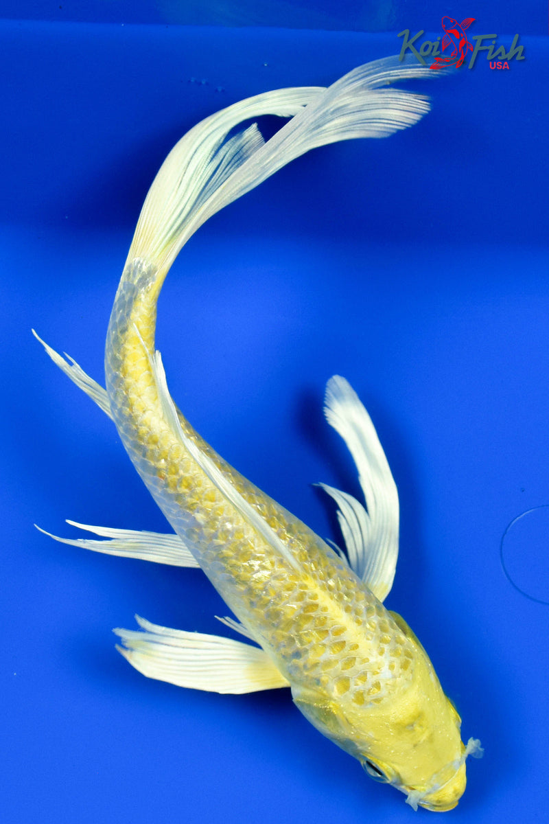 9" GINRIN YAMABUKI OGON BUTTERFLY