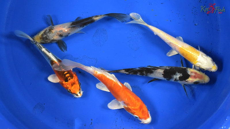 KOI PACK