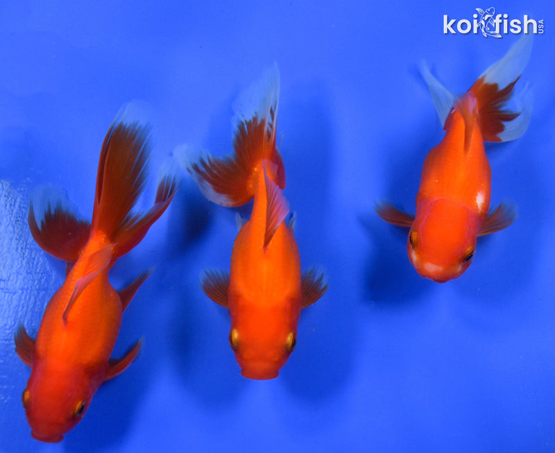 EXACT FISH - LOT OF (3) 4-6" FANTAIL GOLDFISH