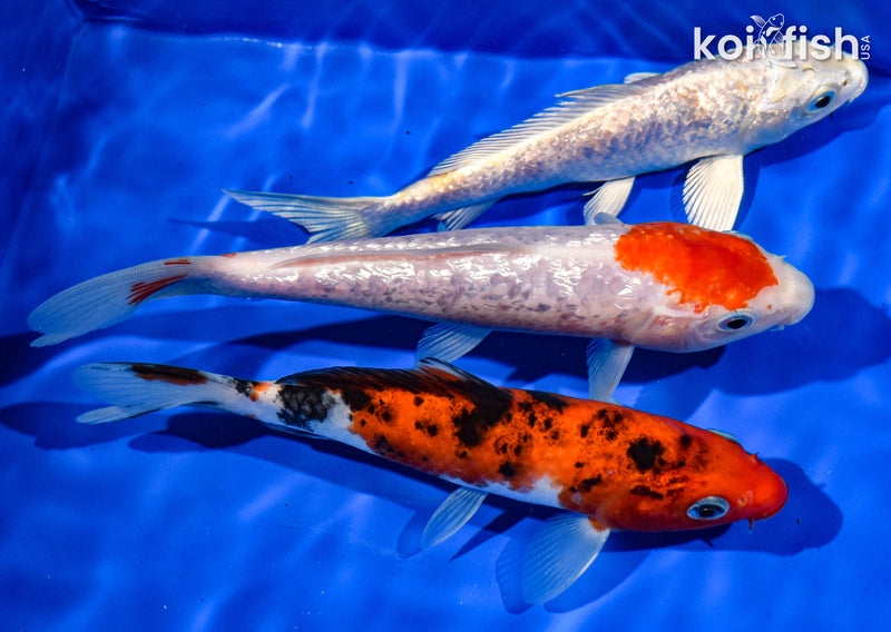 (3) 6-7" STANDARD KOI