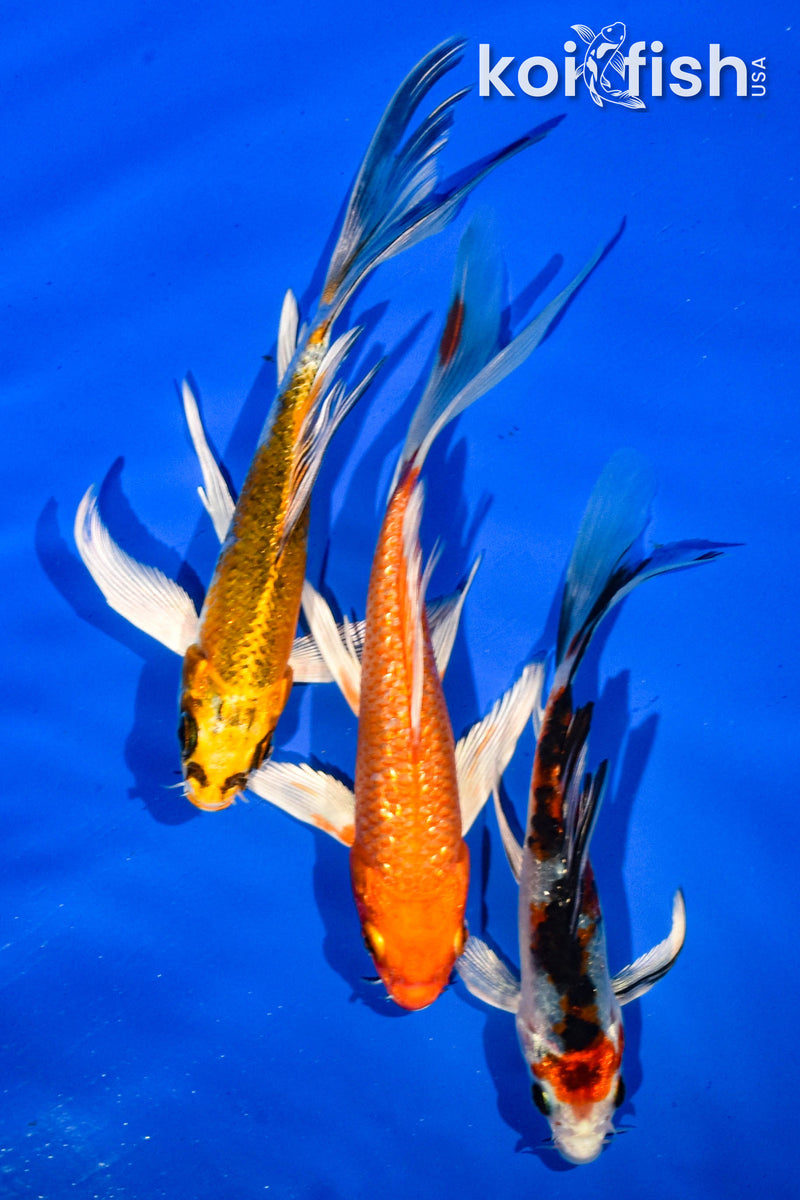 (3) 5" BUTTERFLY KOI