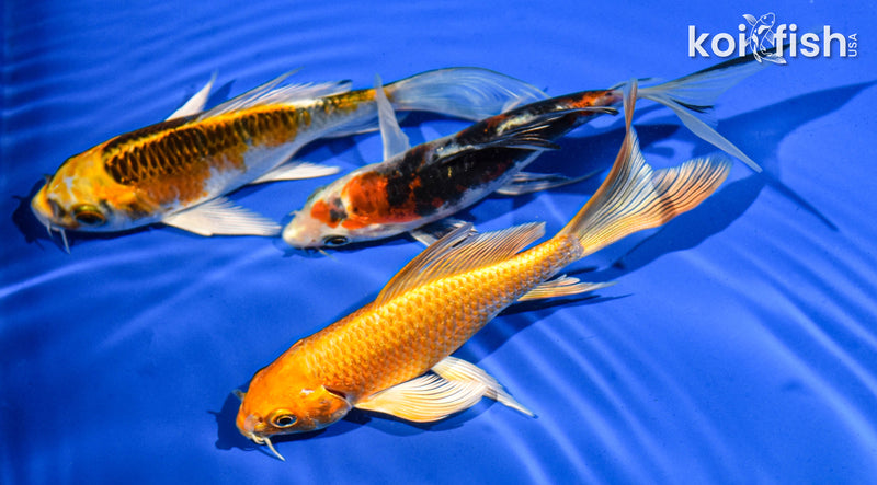 (3) 5-6" BUTTERFLY KOI