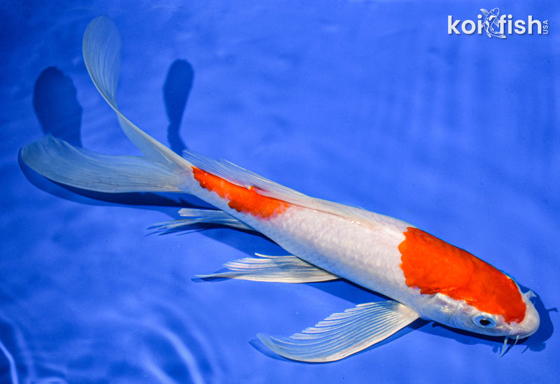 9.5" KOHAKU BUTTERFLY