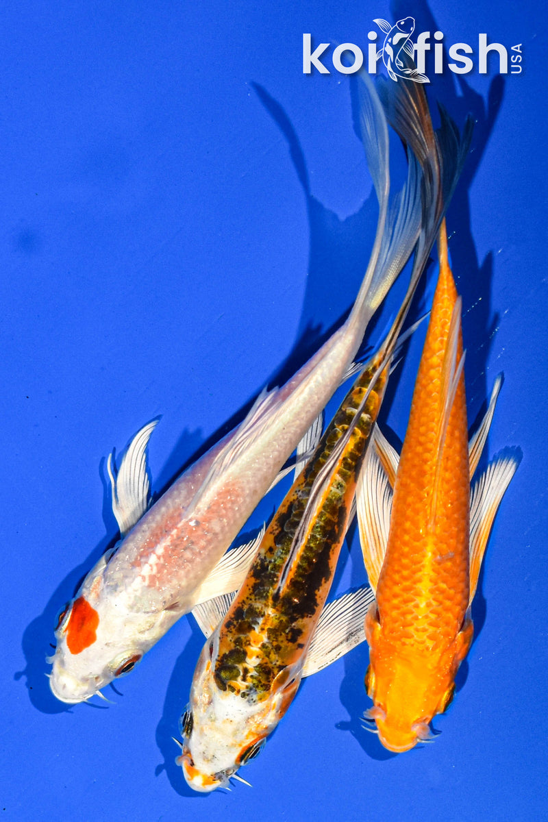 (3) 5-6" BUTTERFLY KOI