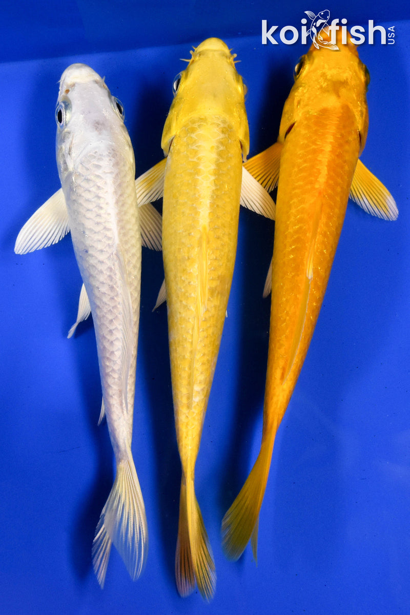 Exact Fish - Lot of (3) 4-6" Ogon Standard Koi