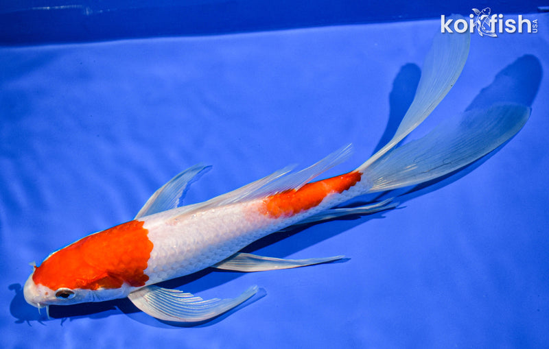 9.5" KOHAKU BUTTERFLY