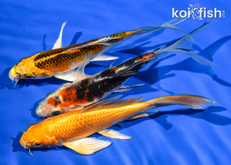 (3) 5-6" BUTTERFLY KOI