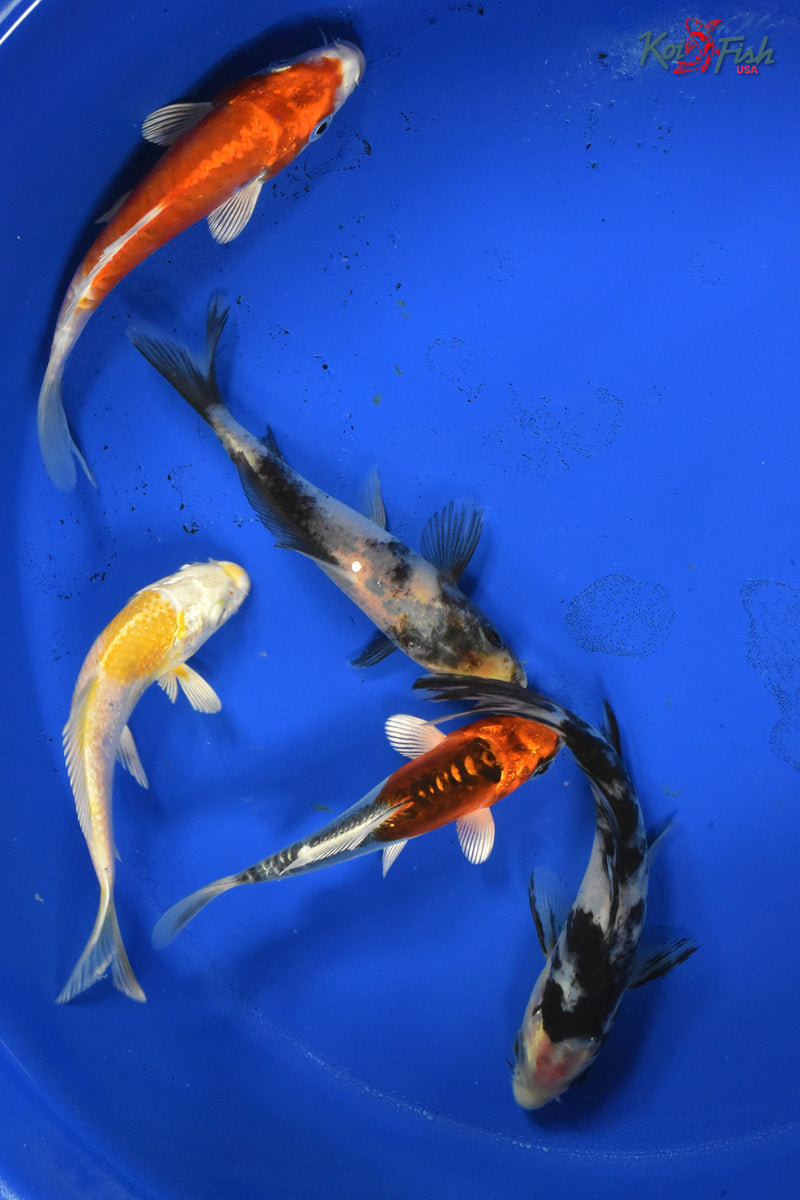 KOI PACK