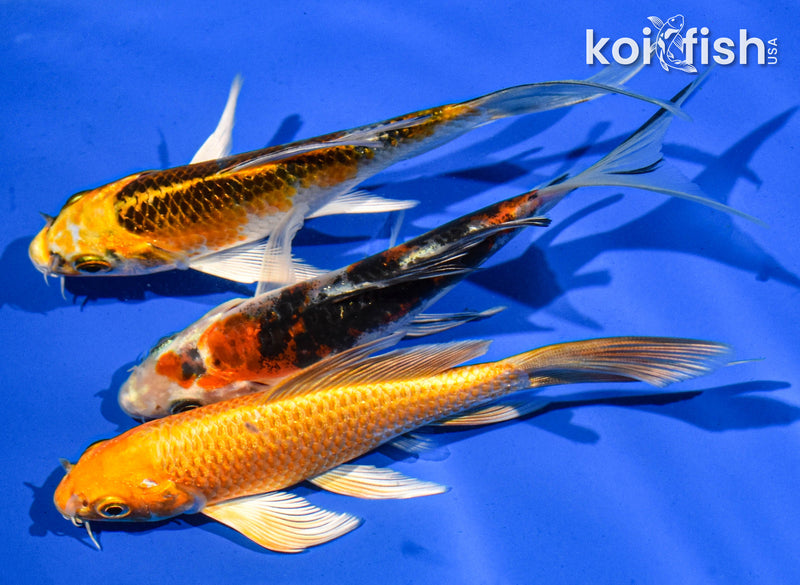 (3) 5-6" BUTTERFLY KOI