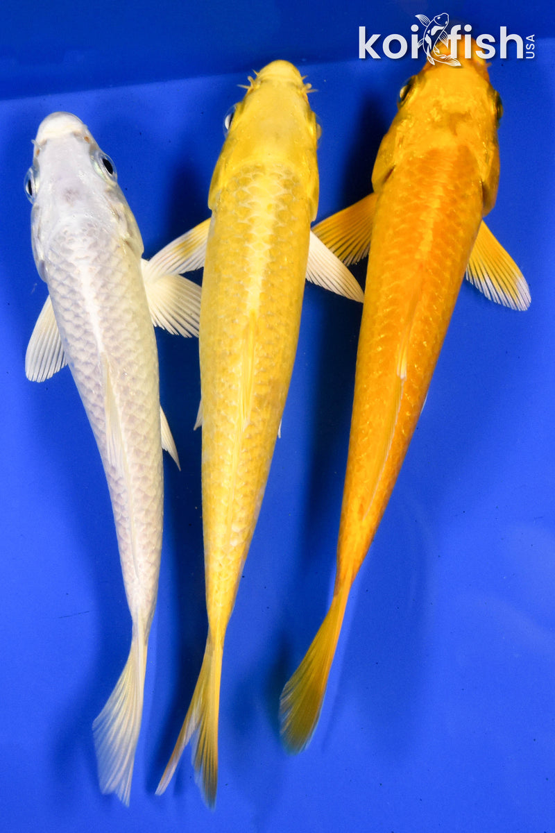 Exact Fish - Lot of (3) 4-6" Ogon Standard Koi