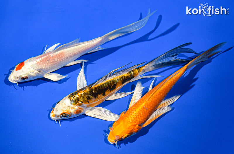 (3) 5-6" BUTTERFLY KOI