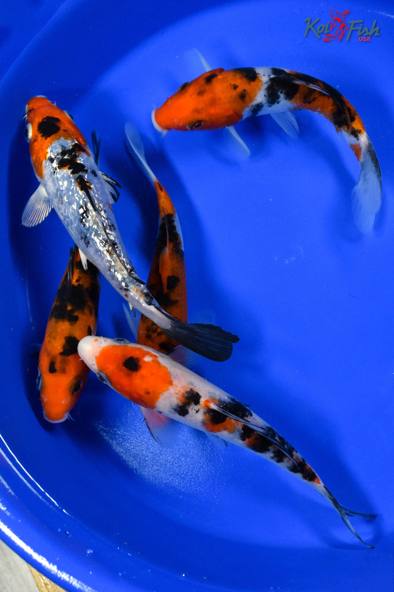 LOT OF (5) 5-6" ASSORTED SANKE KOI