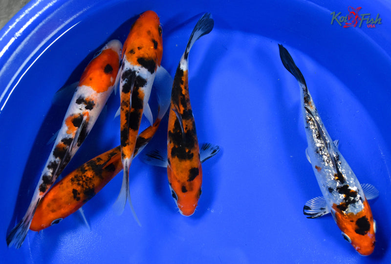 LOT OF (5) 5-6" ASSORTED SANKE KOI