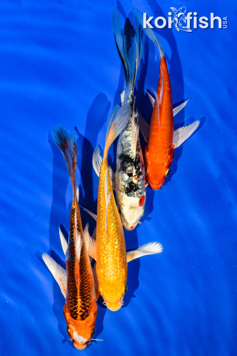 (4) 5-6" BUTTERFLY KOI