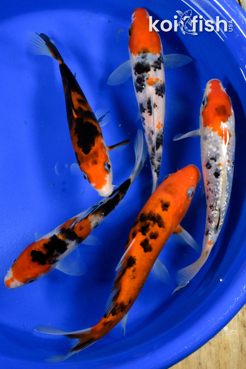 Exact Fish - Lot of (5) Assorted 5-6" Koi