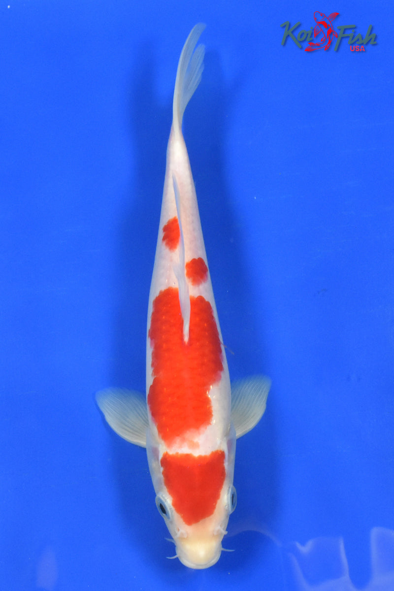 9" KOHAKU