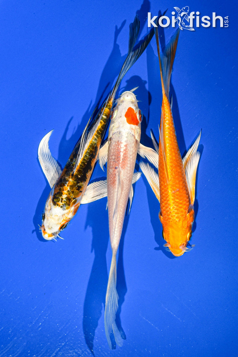 (3) 5-6" BUTTERFLY KOI