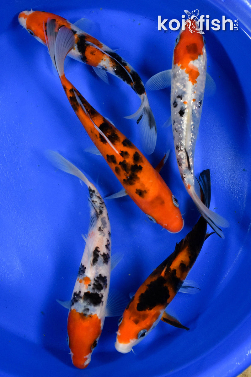 Exact Fish - Lot of (5) Assorted 5-6" Koi