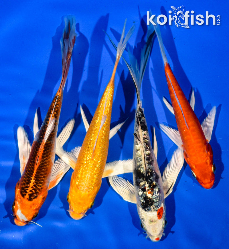 (4) 5-6" BUTTERFLY KOI